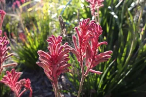 2025-06-21 Bartons Park - IMG_2474_compressed_q50.webp